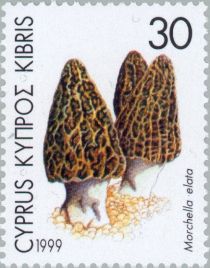 Morchella elata (Morel Mushroom)