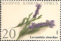 Lavandula stoechas (french lavender)