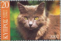 Domestic Cat (Felis silvestris catus)