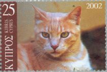 Domestic Cat (Felis silvestris catus)