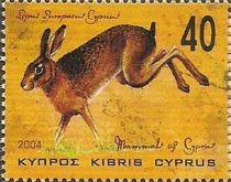 European Hare (Lepus europaeus ssp. cyprius)