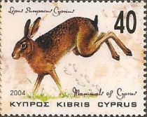 European Hare (Lepus europaeus ssp. cyprius)