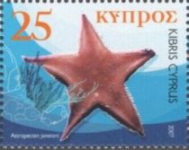 Starfish (Astropecten jonstoni)