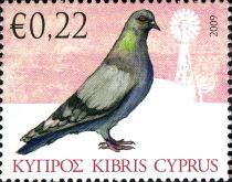 Carrier Pigeon (Columba livia forma domestica)