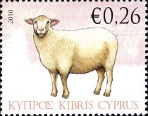 Domestic Sheep (Ovis ammon aries)