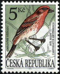 Common Rosefinch (Carpodacus erythrinus)