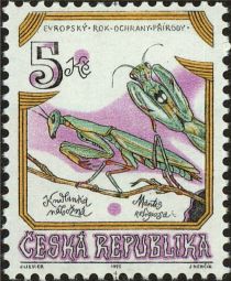 European Mantis (Mantis religiosa)