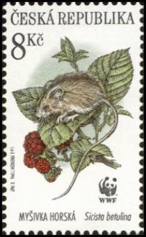 Northern Birch Mouse (Sicista betulina)