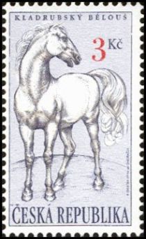 White Kladruby Horse (Equus ferus caballus)