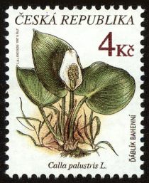 Ďáblík bahenní, CALLA PALUSTRIS L.