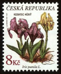 Kosatec nízký, IRIS PUMILA L.