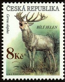 Red Deer (Cervus elaphus)