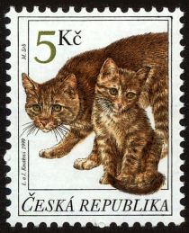 Domestic Cat (Felis silvestris catus)