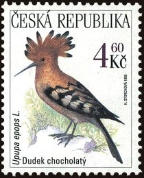 Eurasian Hoopoe (Upupa epops)