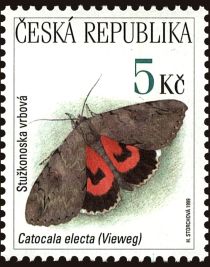 Rosy Underwing (Catocala electa)