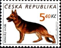 German Shepherd (Canis lupus familiaris)