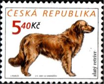 Golden Retriever (Canis lupus familiaris)