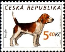 Beagle (Canis lupus familiaris)