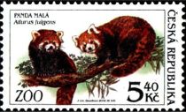 Red Panda (Ailurus fulgens)