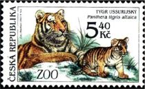 Amur Tiger (Panthera tigris altaica)