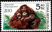 Bornean Orangutan (Pongo pygmaeus)