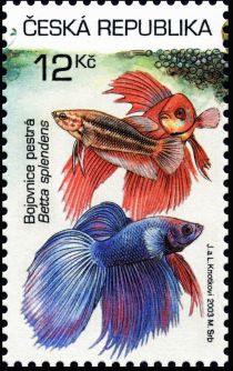 Betta splendens