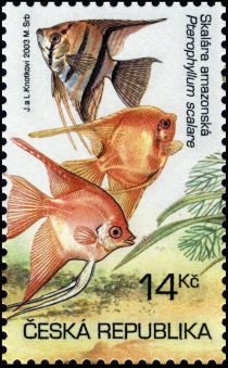 Freshwater Angelfish (Pterophyllum scalare)