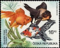 Goldfish (Carassius auratus auratus) - different Breeds