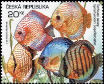 Blue Discus (Symphysodon aequifasciatus)