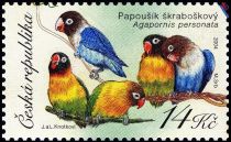 Yellow-collared Lovebird (Agapornis personata)