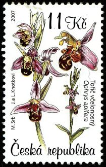 Wasp Orchid (Ophrys apifera)