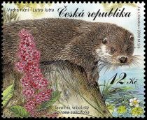 Eurasian Otter (Lutra lutra), Bridewort (Spiraea salicifolia