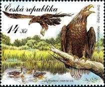 White-tailed Eagle (Haliaeetus albicilla)