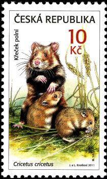 European Hamster (Cricetus cricetus)