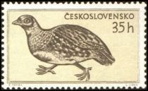 Grey Partridge (Perdix perdix)