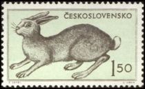 European Hare (Lepus europaeus)