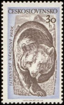 Brown Bear (Ursus arctos)