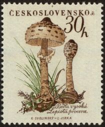 Parasol mushroom (Lepiota procera)