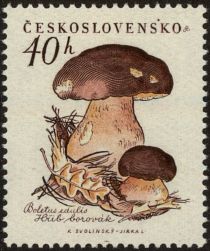 Pine bolet (Boletus pinophilus)