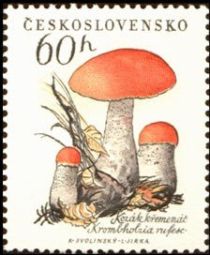 Orange-cap Boletus (Boletus versipellis)