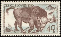 European Bison (Bison bonasus)