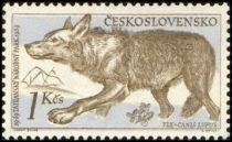 Wolf (Canis lupus)