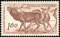 Red Deer (Cervus elaphus)