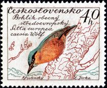 Eurasian Nuthatch (Sitta europaea caesia)