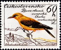 Golden Oriole (Oriolus oriolus)