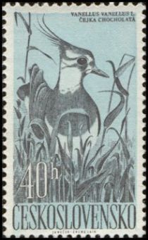 Northern Lapwing (Vanellus vanellus)