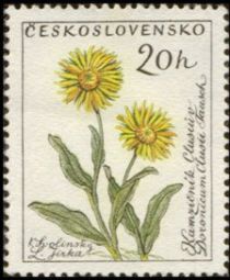 Daisy (Doronicum Clusii Tausch)