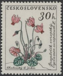 Cyclamen (Cyclamen europaeum L.)