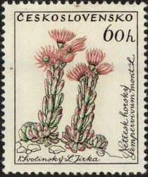 Netřesk horský, Sempervivum mont. L.