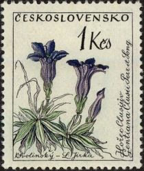 Hořec Clusiův (Gentiana clusii)